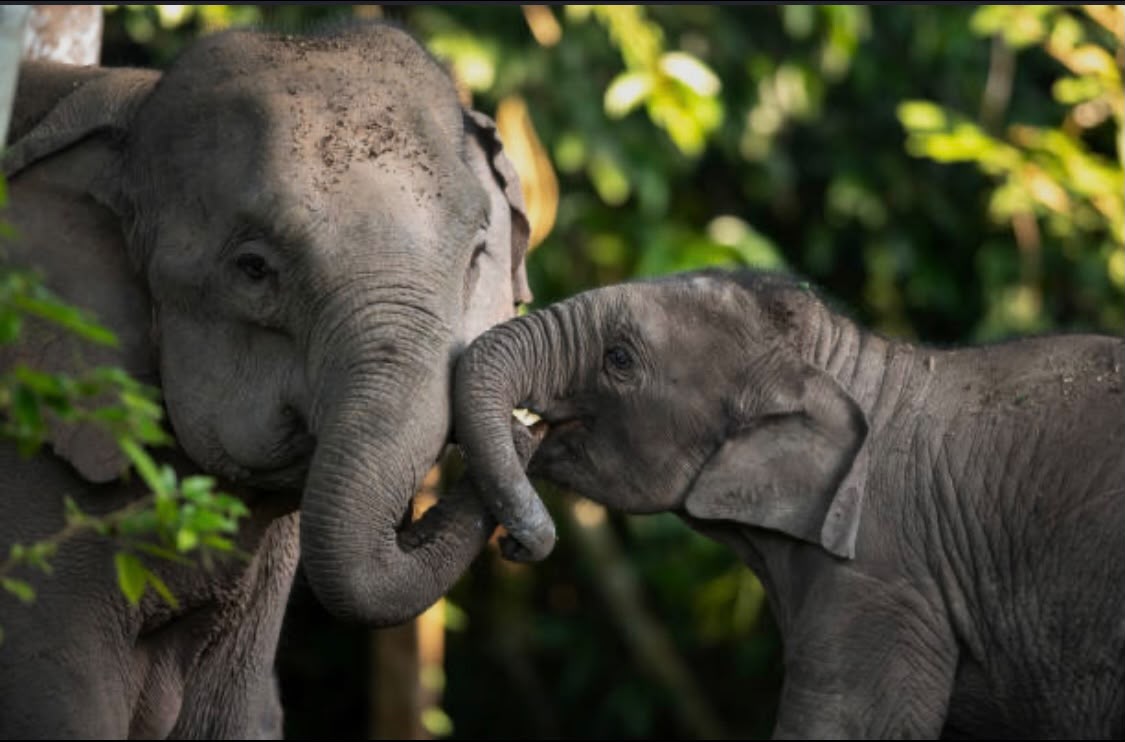 Wildlife Safari