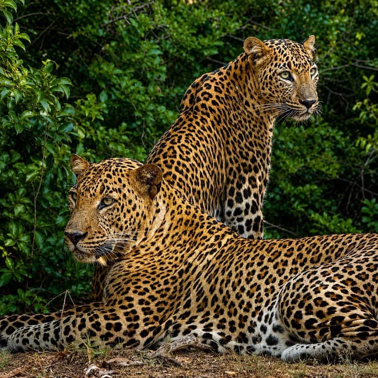 Wildlife Safari Experience Sri Lanka